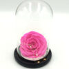 Forever Fuchsia Bonita (XXL H 5.5cm x D 9.5cm) Led