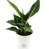 Ντιφεμπάχια Tropic Snow 35εκ.