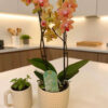 Phalaenopsis Small Orange