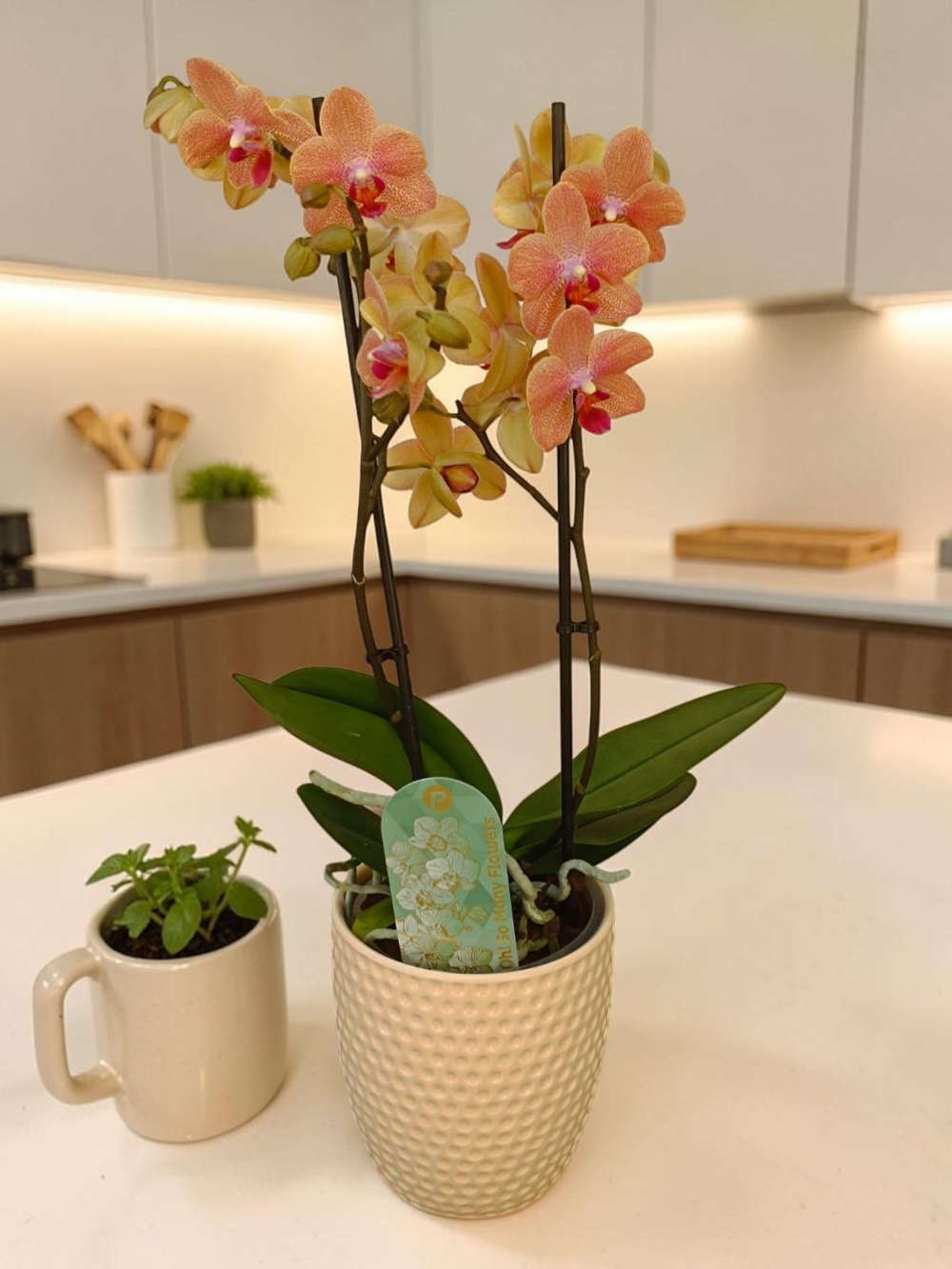 Phalaenopsis Small Orange