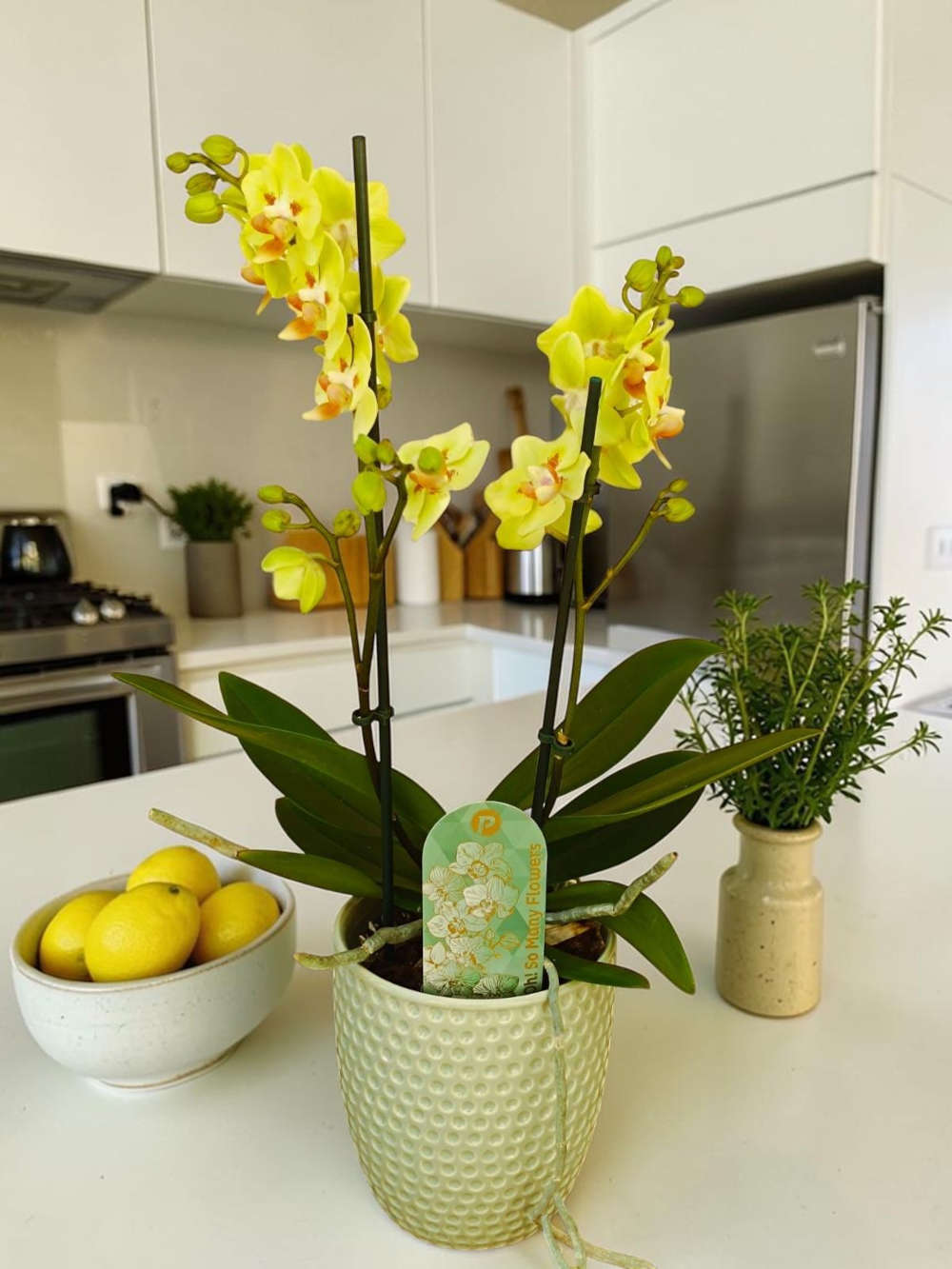 Phalaenopsis Small Lemon