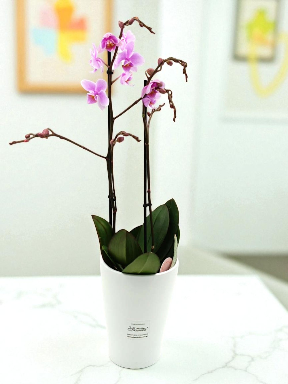 Phalaenopsis Small Pink