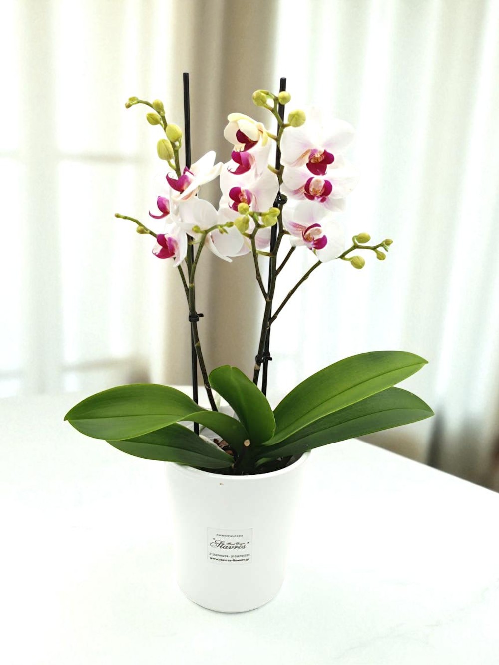 Phalaenopsis Small Red Lips