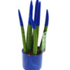 Sansevieria Blue 33cm