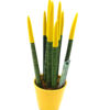Sansevieria Yellow 33cm