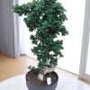 Bonsai Ficus Ginseng 40cm