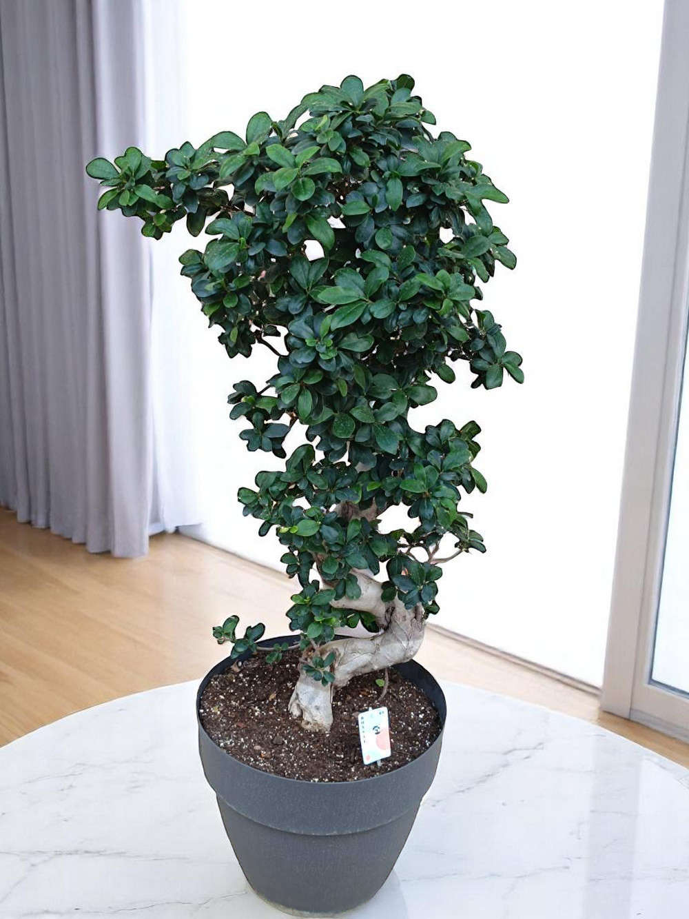 Bonsai Ficus Ginseng 40cm