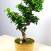 Bonsai Ficus Ginseng 70cm