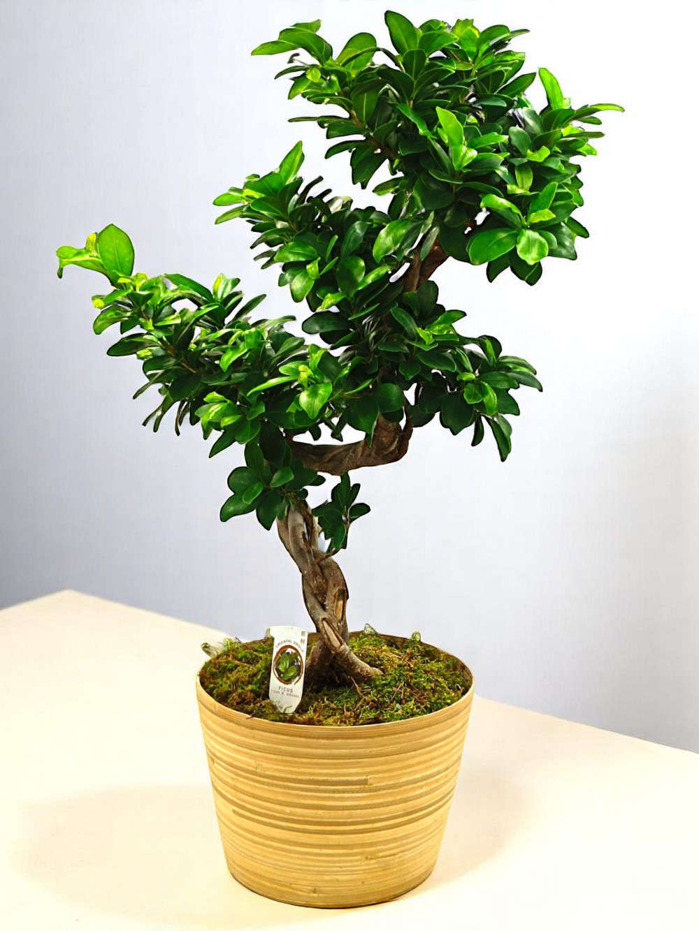 Bonsai Ficus Ginseng 70cm