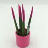 Sansevieria Fuchsia Mini