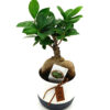 Bonsai Ficus Ginseng 25cm