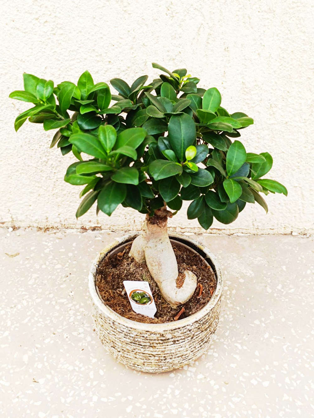 Bonsai Ficus Ginseng 40cm