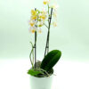Phalaenopsis-Small-Light-Pink