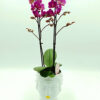 Phalaenopsis Small Fuchsia Σε Πρόσωπο Βασίλισσας