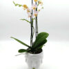 Phalaenopsis Small light Pink Σε Πρόσωπο Βασίλισσας
