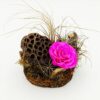 Forever Fuchsia Bonita (XXL H 5.5cm x D 9.5cm) Σε Φυσικό Κορμό