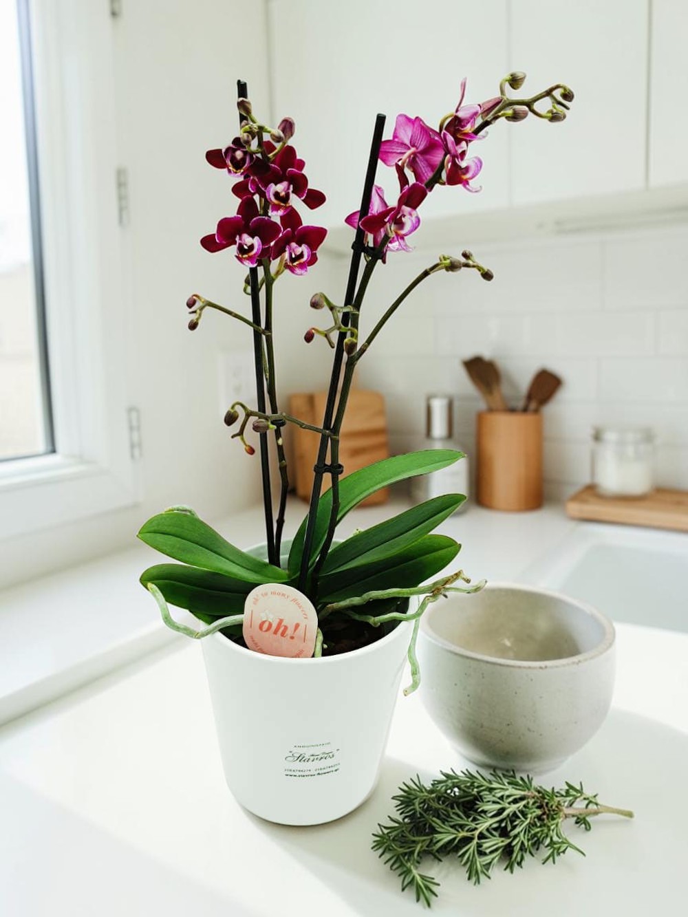 Phalaenopsis Small Bicolor Dark Fuchsia