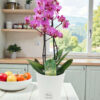 Phalaenopsis Small Bicolor Pink