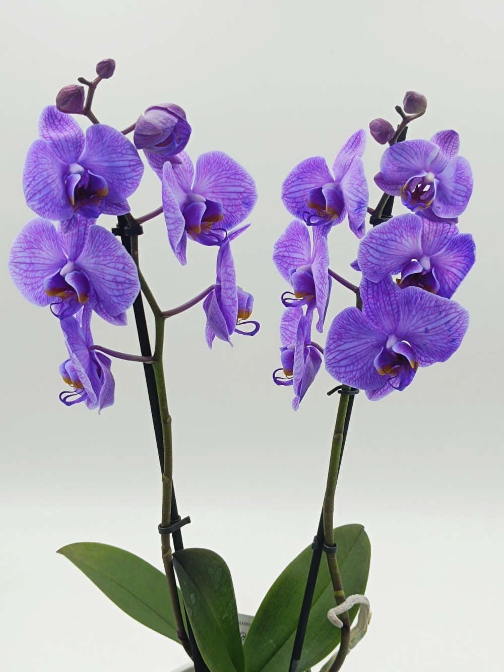 Phalaenopsis Wonder Purple