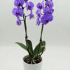Phalaenopsis Wonder Purple