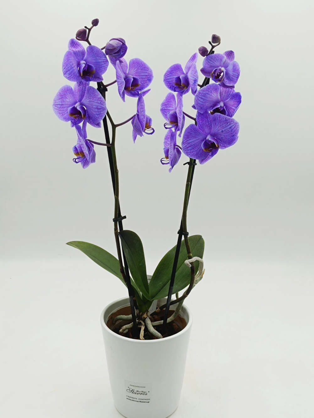 Phalaenopsis Wonder Purple
