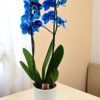 Phalaenopsis Wonder Blue