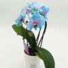 Phalaenopsis Mini Wonder Cascade Blue 35cm