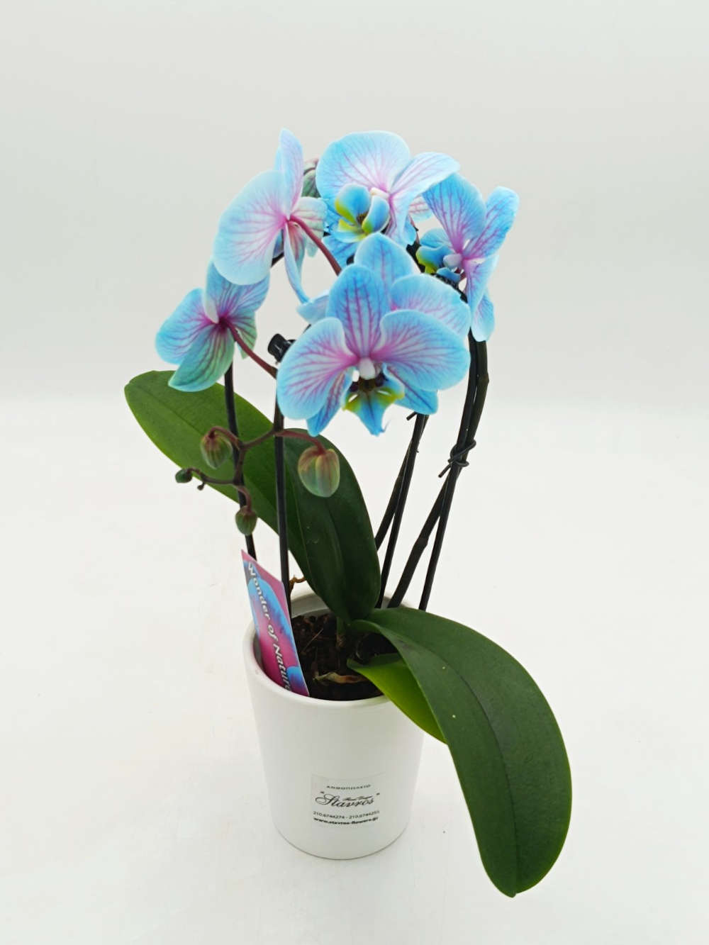 Phalaenopsis Mini Wonder Cascade Blue 35cm
