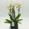 Phalaenopsis White Cascade 60cm