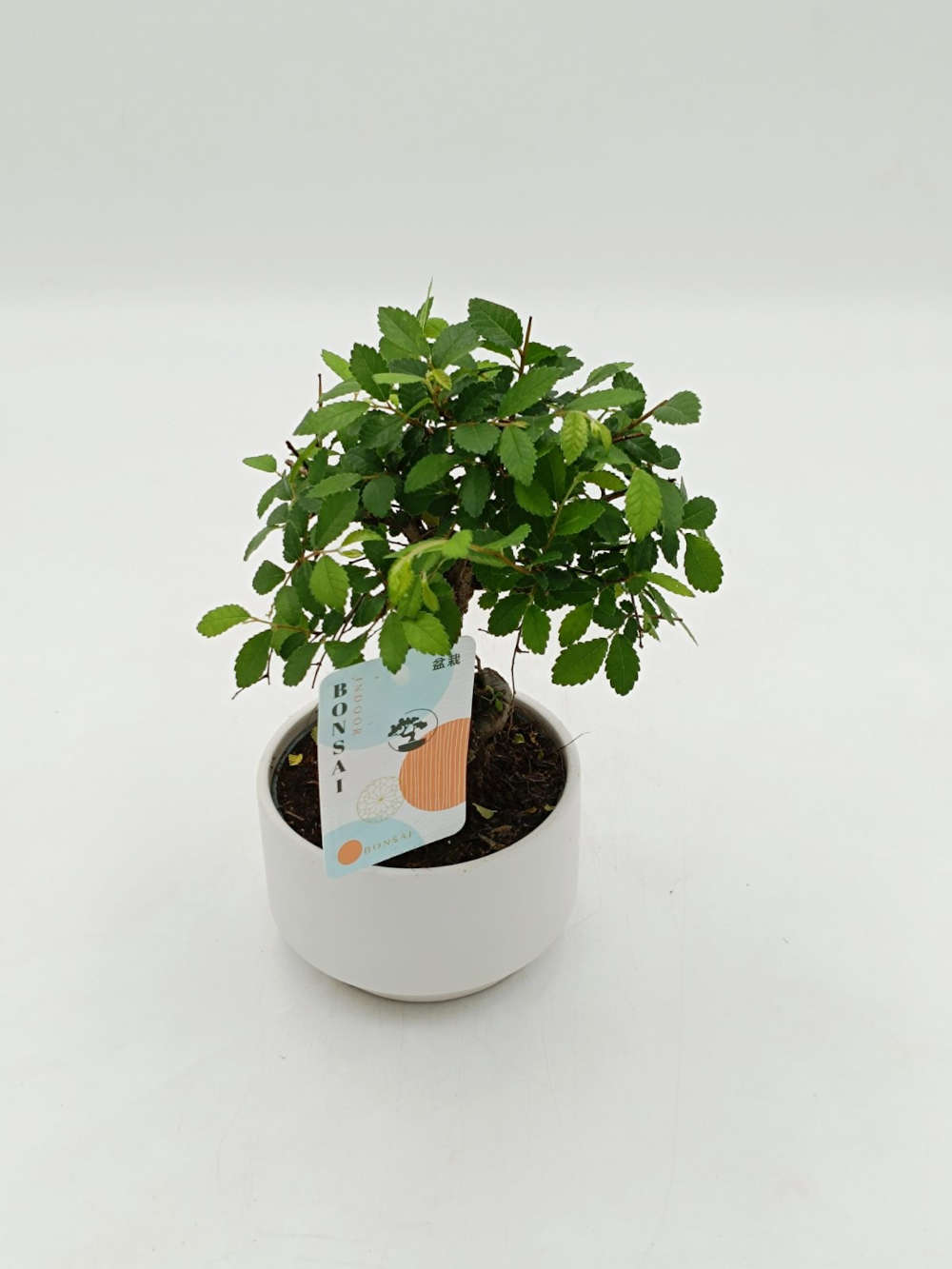 Bonsai 25cm