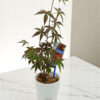 Bonsai Acer 50cm