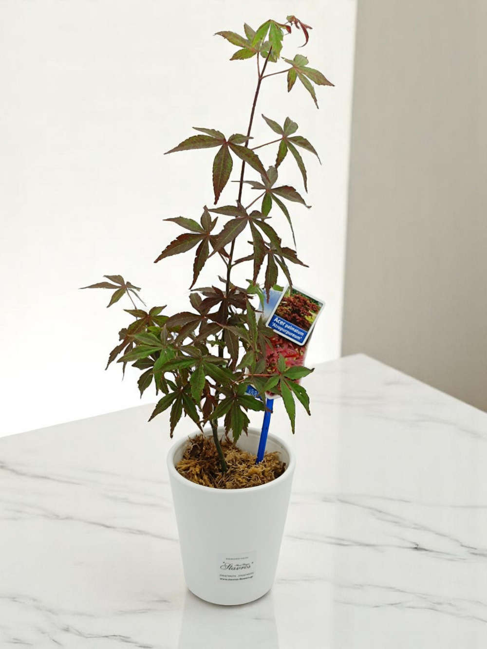 Bonsai Acer 50cm