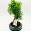 Bonsai Pseudolarix 50cm