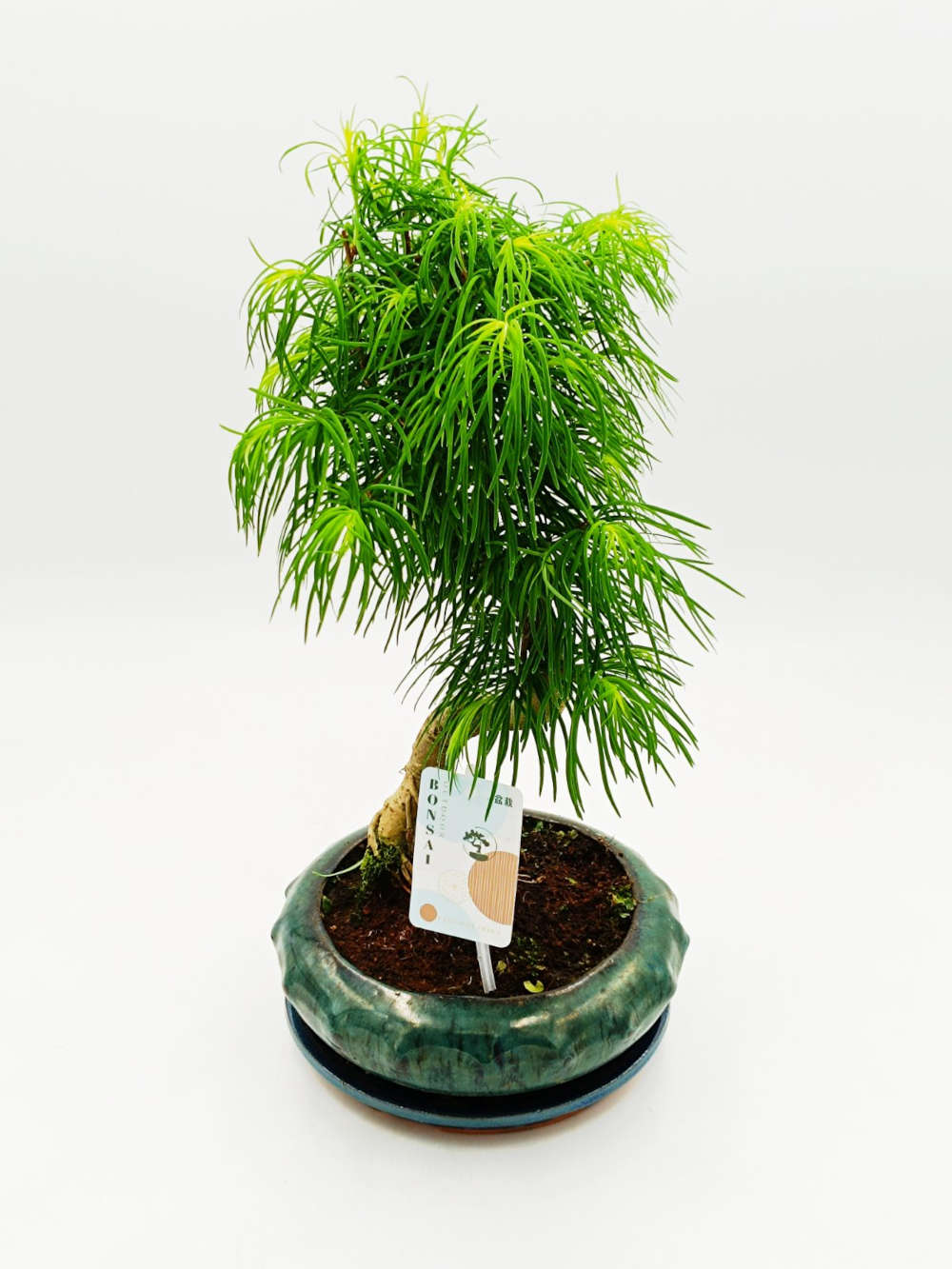 Bonsai Pseudolarix 50cm