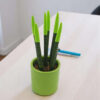 Sansevieria Light Green Mini