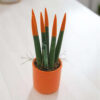 Sansevieria Orange Mini