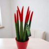 Sansevieria Red 33cm