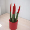 Sansevieria Red Mini