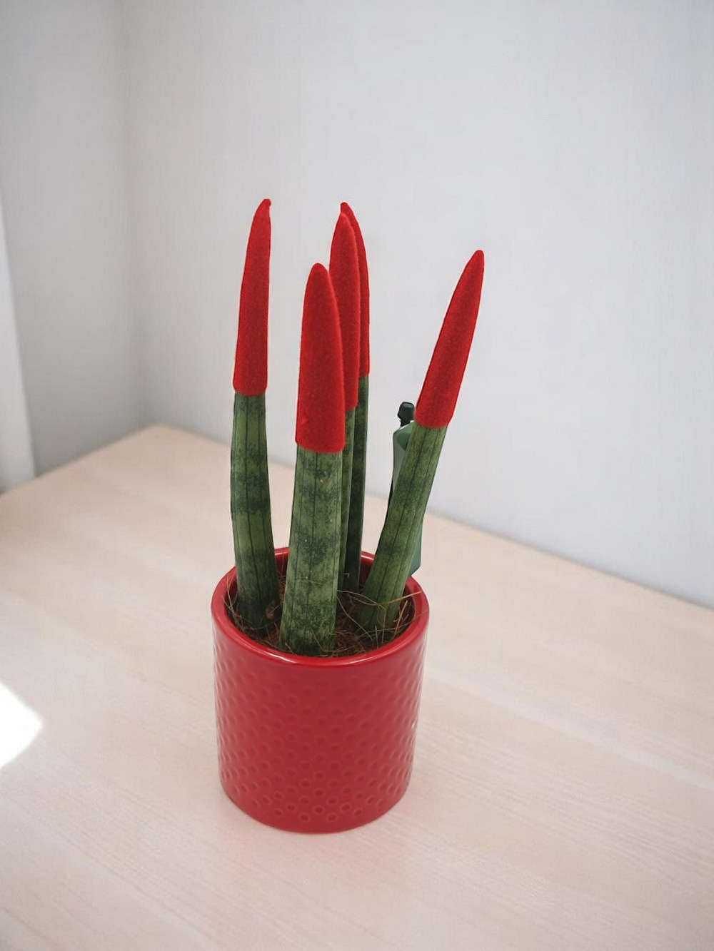 Sansevieria Red Mini