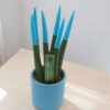 Sansevieria Turquoise Mini