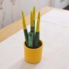 Sansevieria Yellow Mini
