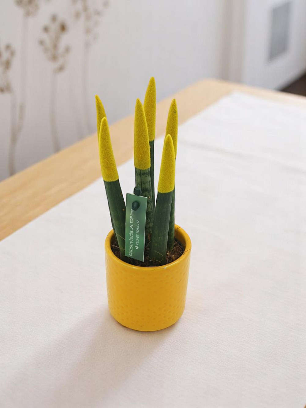 Sansevieria Yellow Mini