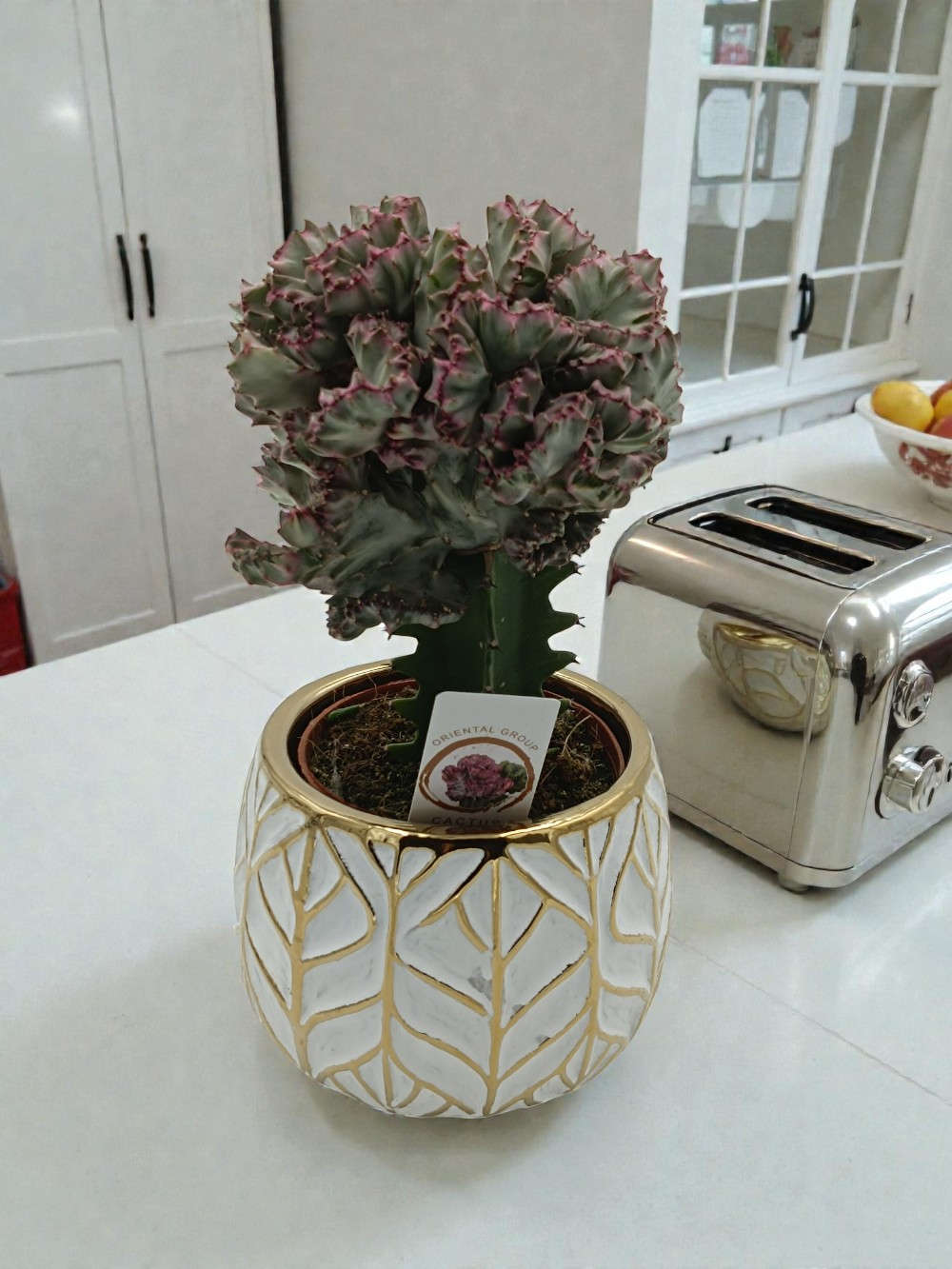 Euphorbia