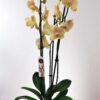Phalaenopsis Salmon