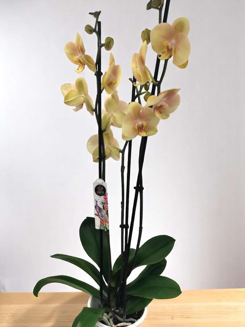 Phalaenopsis Salmon