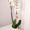 Phalaenopsis White/Fuchsia Heart