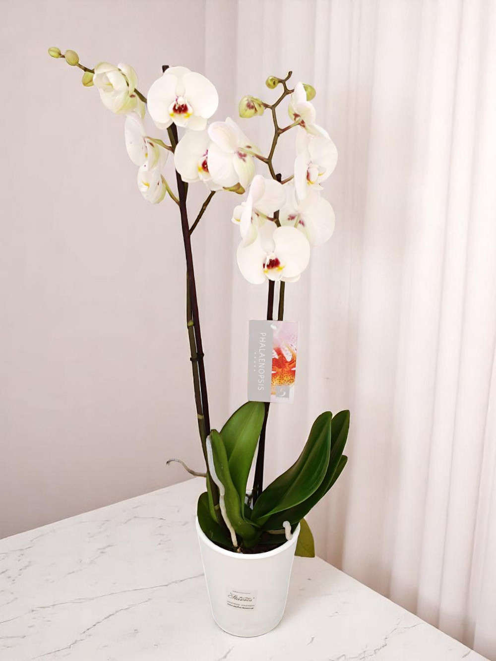 Phalaenopsis White/Fuchsia Heart