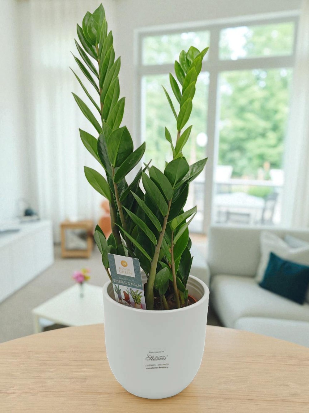 Ζάμια 60εκ.