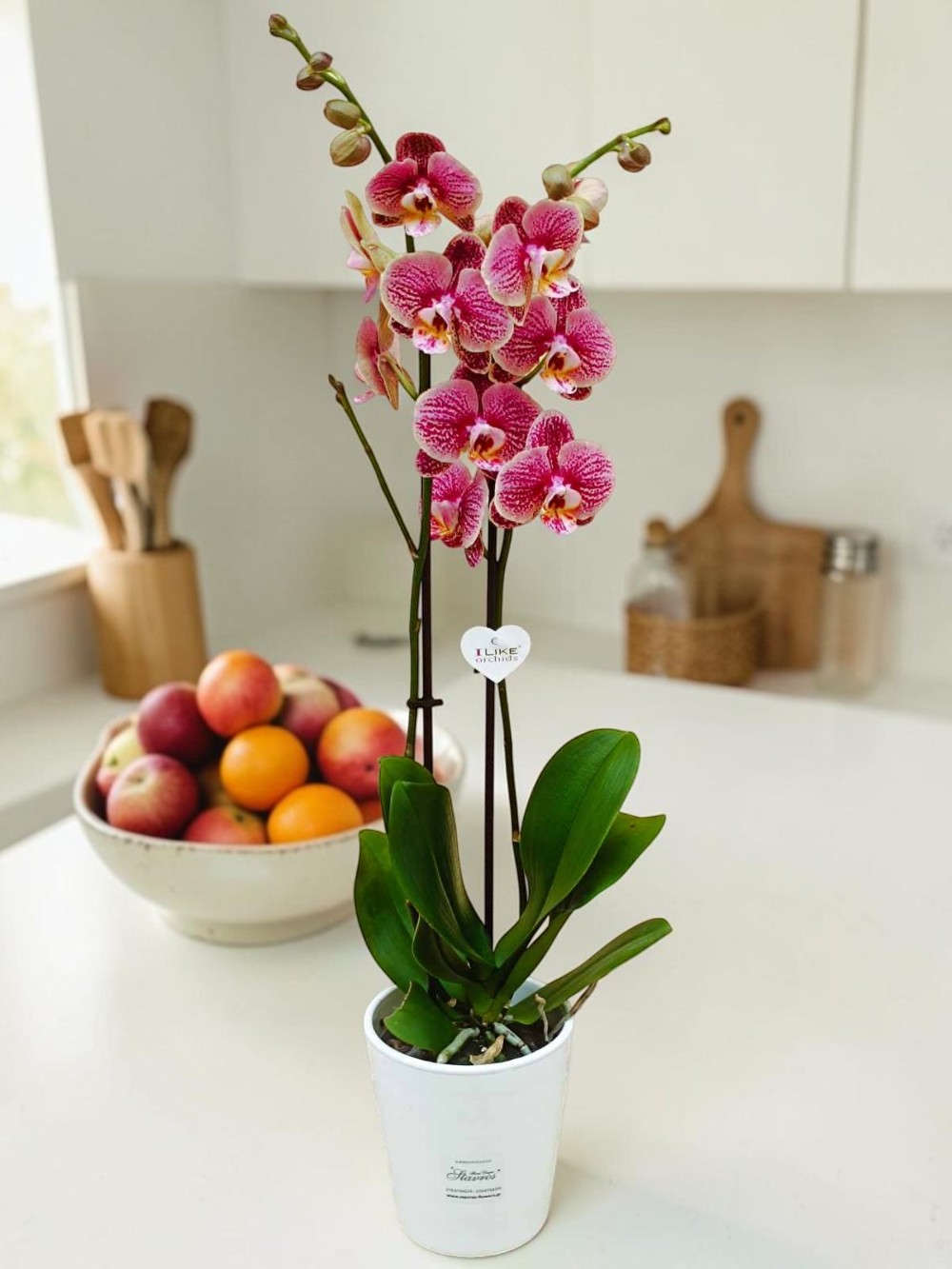 Phalaenopsis Bicolor Rood