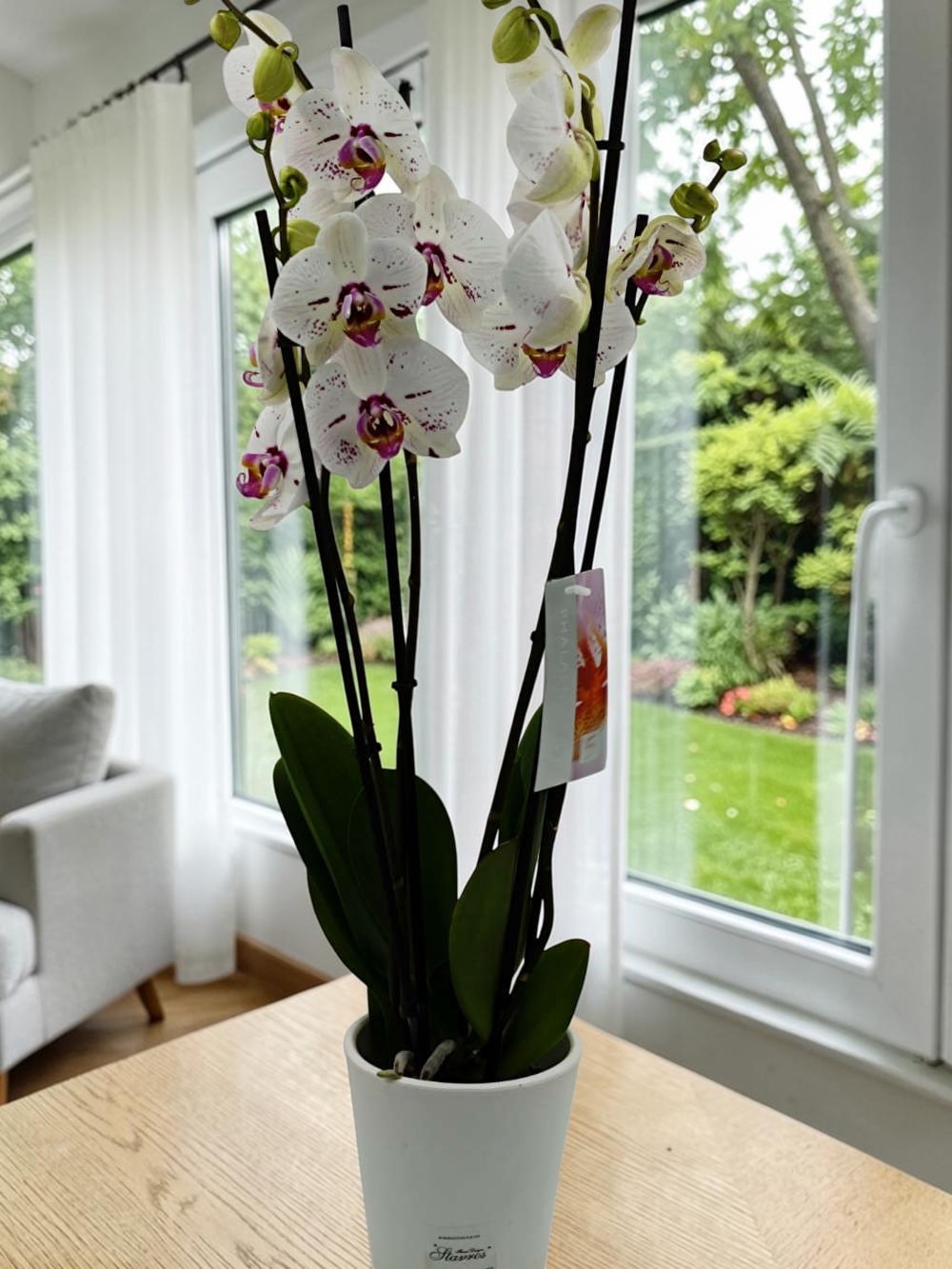 Phalaenopsis Bicolor White